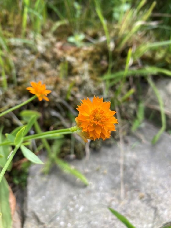 An flower with pointy orange tipped petals. 